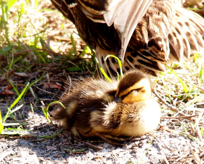 [Side view of a duckling sitting on the ground with its bill mostly covered by the near wing which sticks out from its side is a small arc. Its eyes are closed making the brown-striped yellow eyelid visible. The stripe on the eyelid lines up with the brown stripe across its face.]